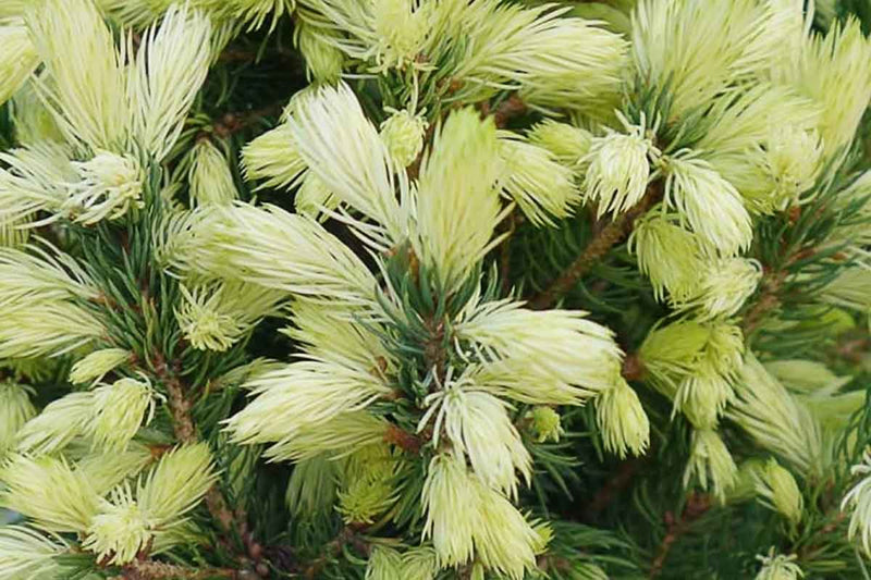 Picea glauca ‘Daisys white’® - Πικέα