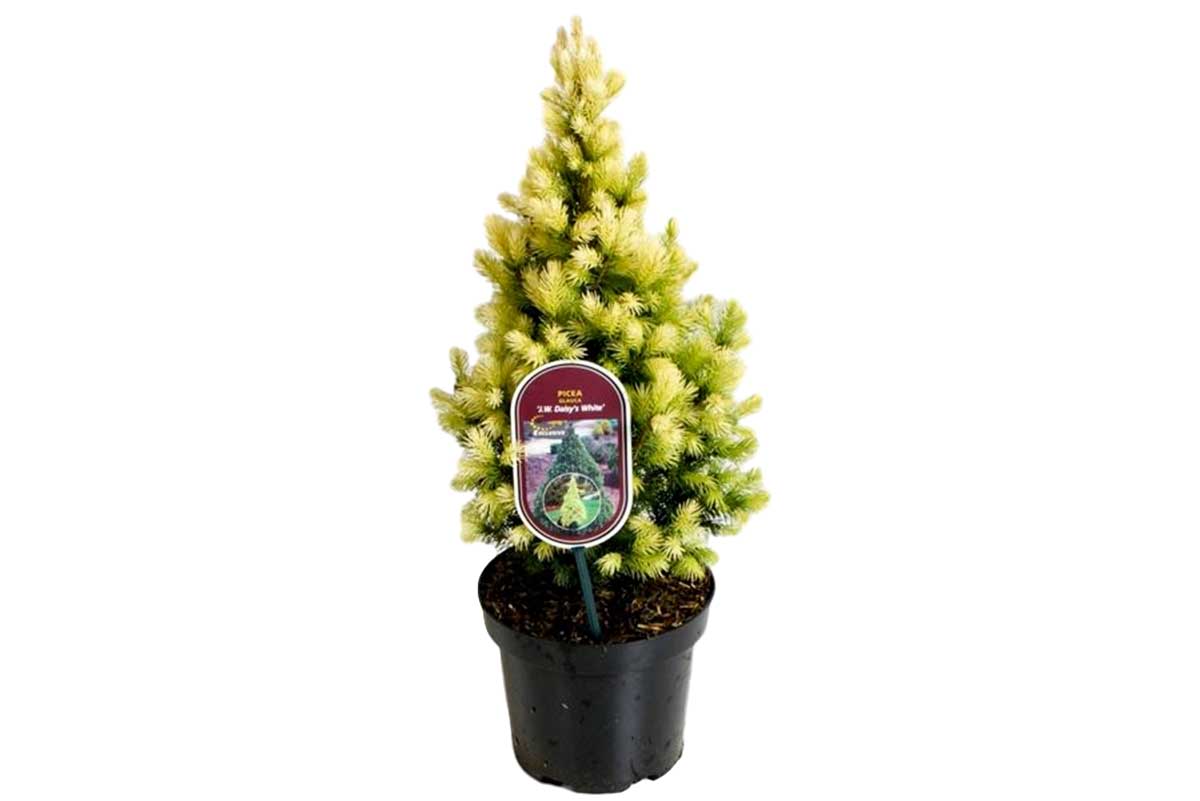 Picea glauca ‘Daisys white’® 19cm - Πικέα