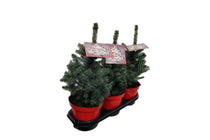 
                  
                    Picea 'super blue’ 19cm
                  
                
