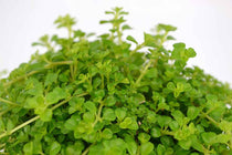 
                  
                    Pilea depressa 'pitoresque' 10,5cm - Πιλέα
                  
                