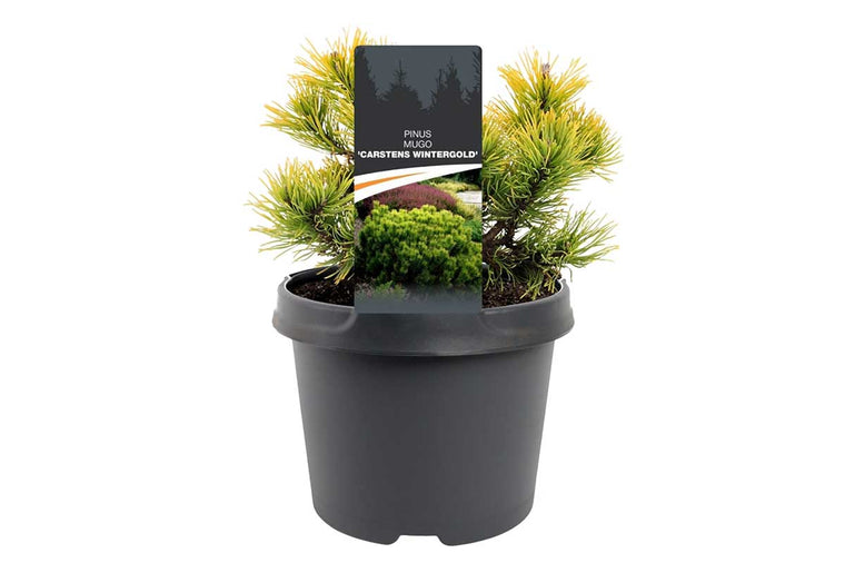 Pinus 'carstens wintergold' 19cm