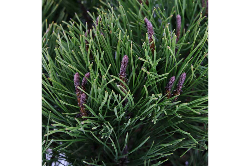Pinus mugo 'mughus' 19cm