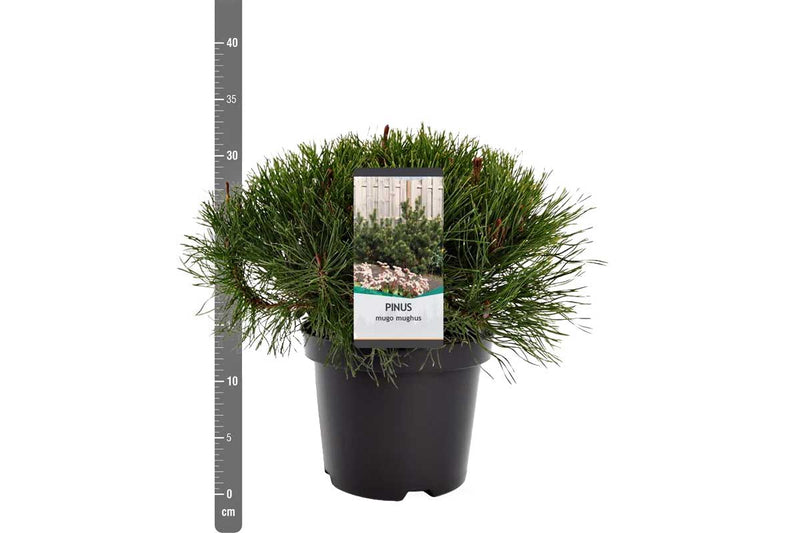 Pinus mugo 'mughus' 19cm