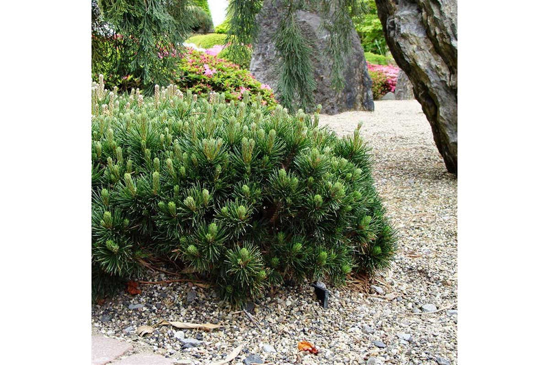 Pinus mugo 'pumilio' 19cm
