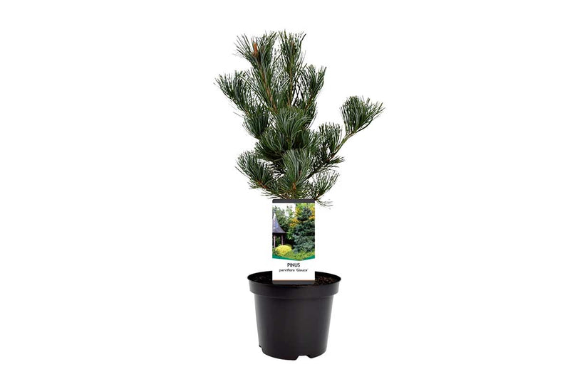 Pinus parviflora 'Glauca' 19cm