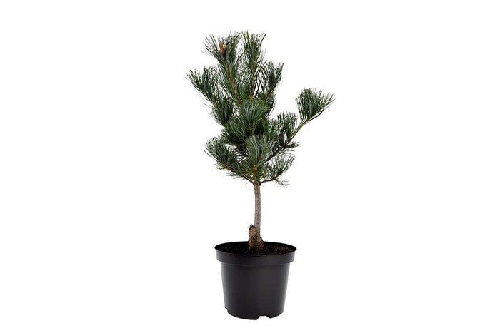 Pinus parviflora 'Glauca' 19cm