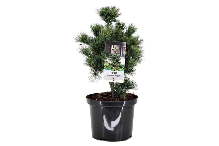 Pinus parviflora 'Negishi' 19cm