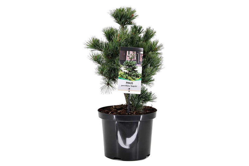 Pinus parviflora 'Negishi' 23cm