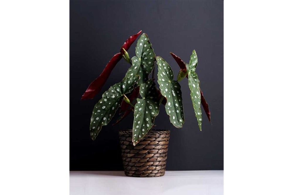 
                  
                    Begonia 'polka dot'
                  
                