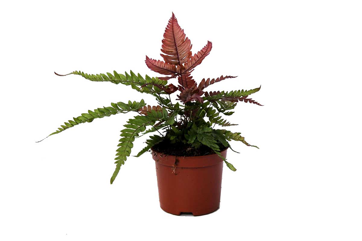 Pteris quadriaurita 'tricolor' - Πτέρις