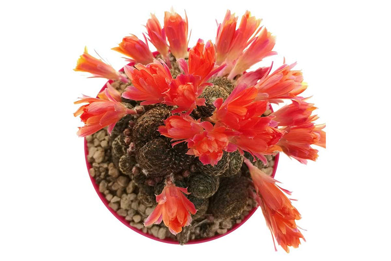 Rebutia condorensis 8cm