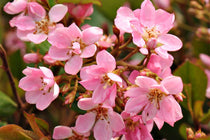 
                  
                    Rhaphiolepis 'Springtime'® - Ραφιολέπις
                  
                
