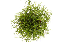 
                  
                    Rhipsalis cashero 'cashero'
                  
                