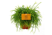 
                  
                    Rhipsalis cashero
                  
                