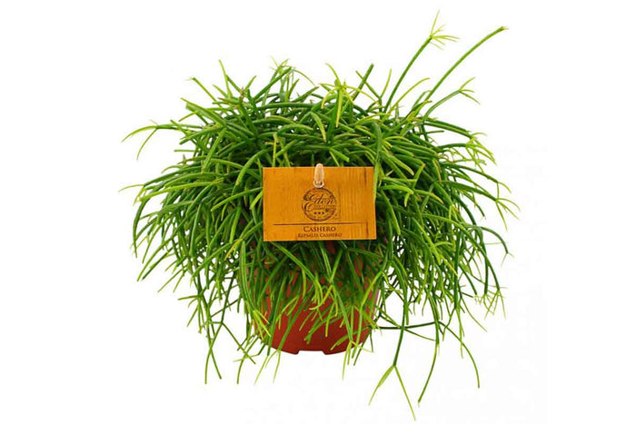 Rhipsalis cashero