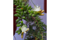
                  
                    Rhipsalis mesembryanthemoides 10,5cm - Ρίψαλις
                  
                