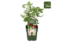 
                  
                    Ribes Easycrisp® Lady Late® bio 13cm
                  
                
