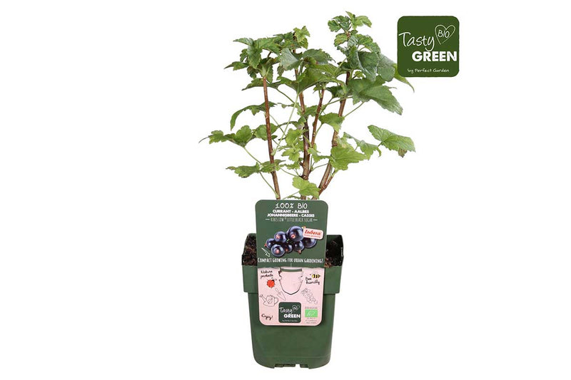 Ribes Low® Little Black Sugar® bio 13cm