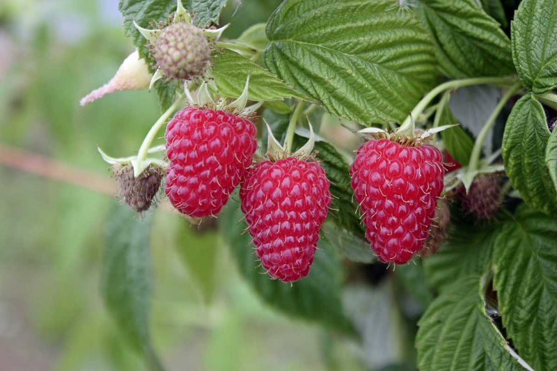 Rubus 'Autumn First'® bio 13cm