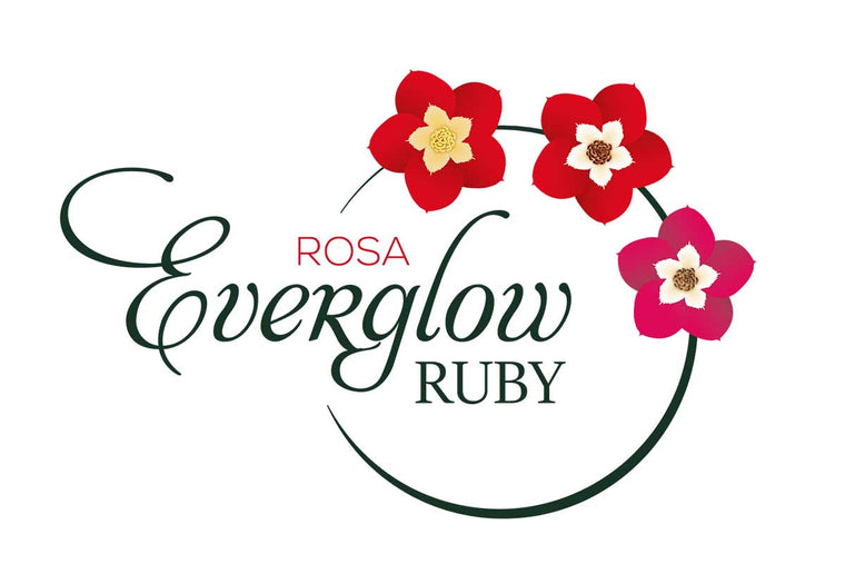 Rosa 'Everglow Ruby'® 15cm