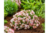 
                  
                    Rosa 'Cutie Pie'® 15cm
                  
                