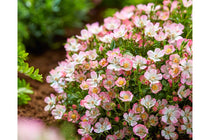 
                  
                    Rosa 'Cutie Pie'® 15cm
                  
                
