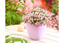 
                  
                    Rosa 'Cutie Pie'® 15cm
                  
                