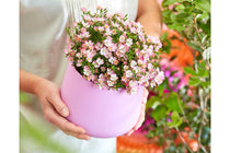 
                  
                    Rosa 'Cutie Pie'® 15cm
                  
                