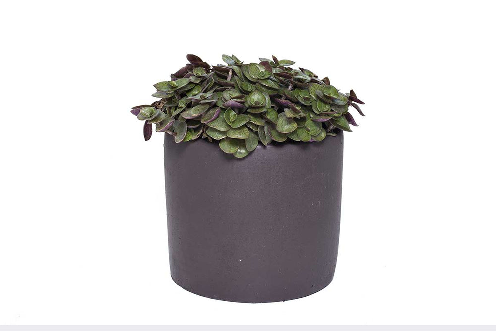 
                  
                    Callisia repens 'turtle' 5.5cm Pot it
                  
                