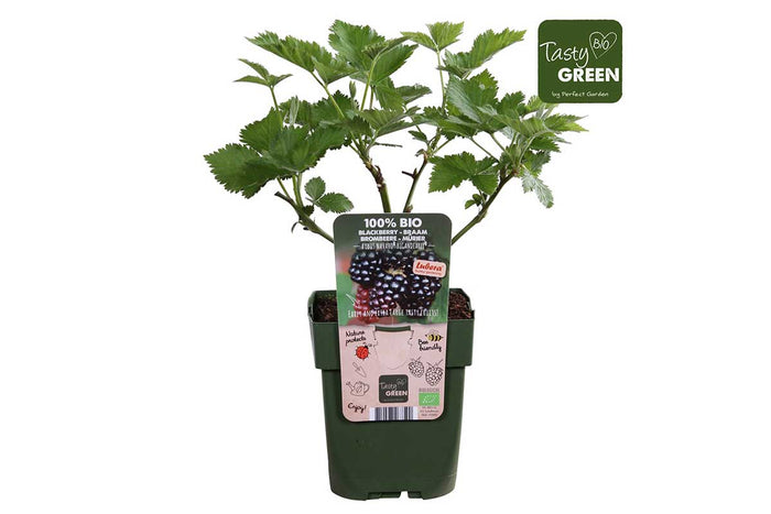 Rubus Navaho® Bigandearly® bio 13cm