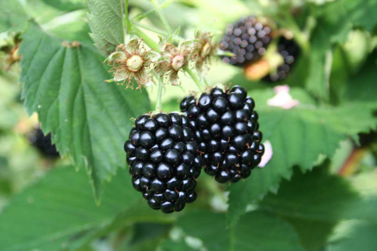 Rubus Navaho® Bigandearly® bio 13cm