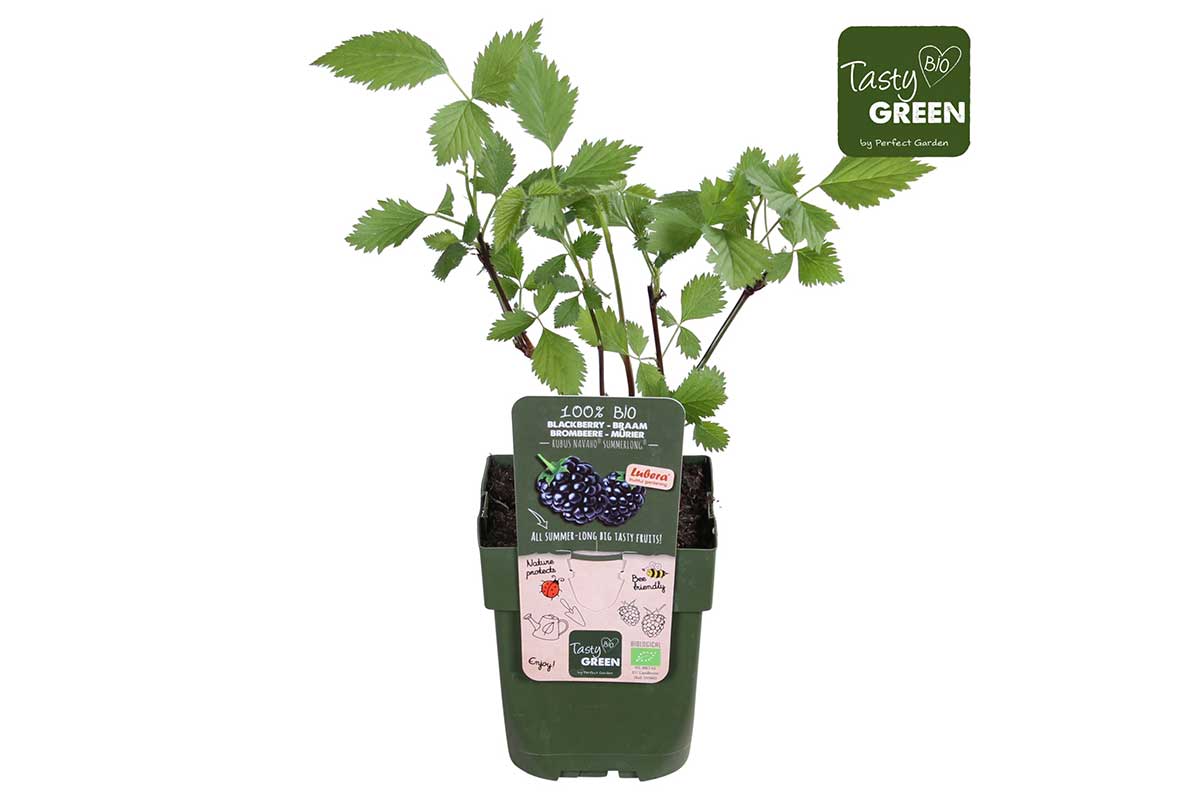 Rubus Navaho® Summerlong® bio 13cm