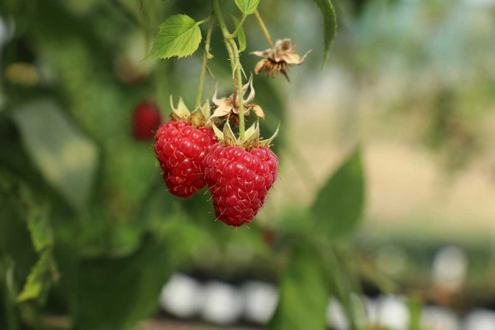 
                  
                    Rubus 'summer chef'® 
                  
                