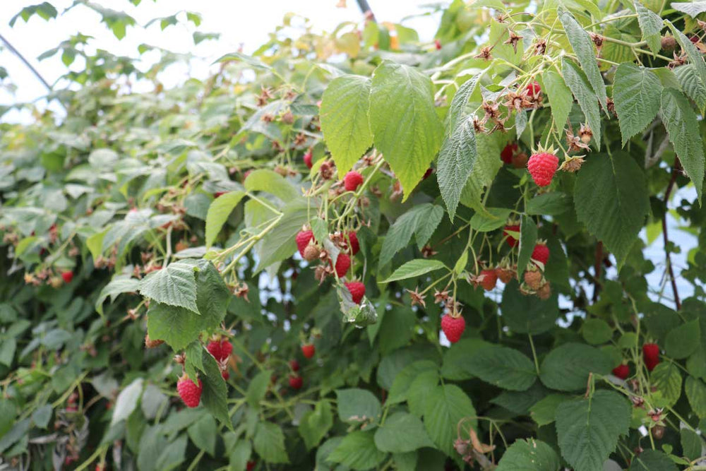 
                  
                    Rubus 'summer chef'® 
                  
                