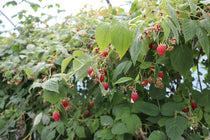 
                  
                    Rubus 'summer chef'® 
                  
                