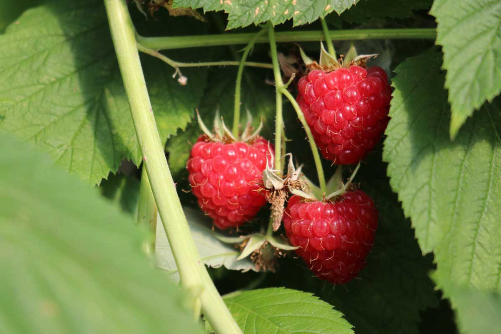 
                  
                    Rubus 'summer chef'® 
                  
                