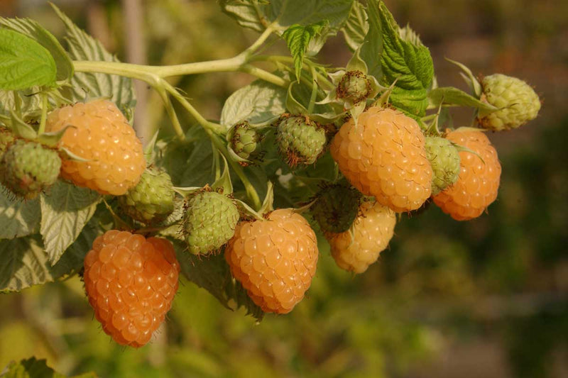 Rubus 'Autumn Amber'® bio 13cm 