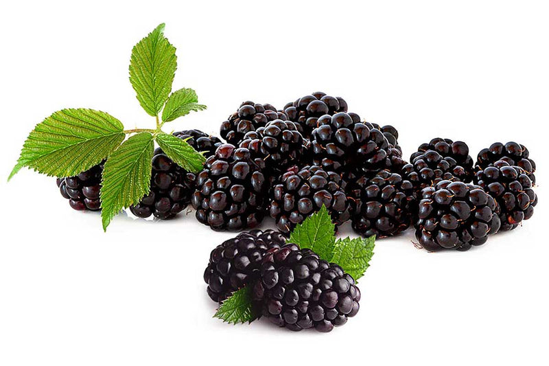 Rubus fruticosus 'black satin' - Blackberry - Βατόμουρο μάυρο καρπός