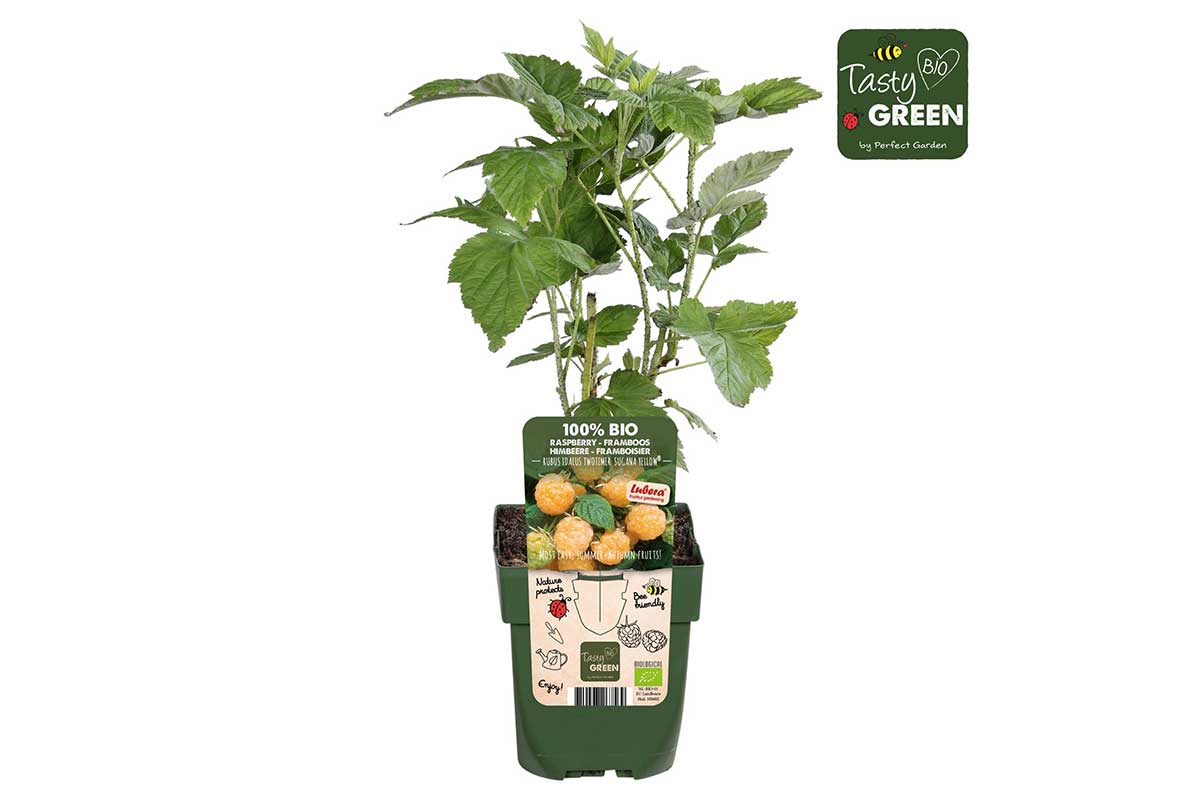 Rubus 'twotimer sugana yellow'® bio 13cm