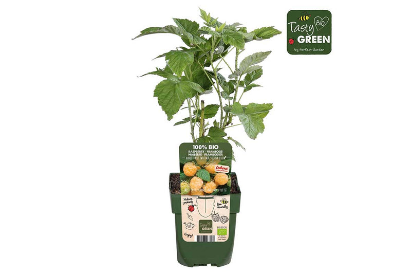 Rubus 'twotimer sugana yellow'® bio 13cm