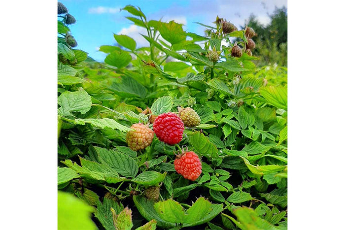 Rubus 'Baby Dwarf'® 13cm