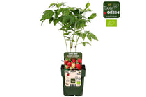 
                  
                    Rubus 'malling promise' Bio 13cm
                  
                