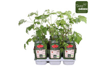 
                  
                    Rubus 'malling promise' Bio 13cm
                  
                