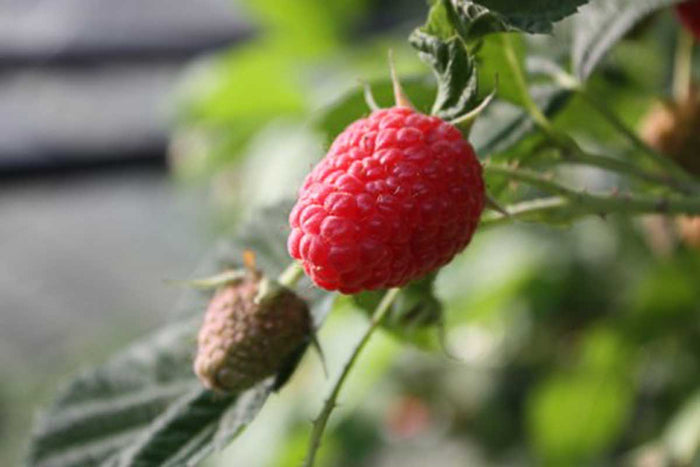 Rubus idaeus 'twotimer sugana red' - Σμέουρο κόκκινο καρπός