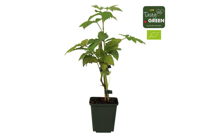 Rubus 'summer chef'® bio 9cm