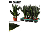 
                  
                    Sansevieria 'black diamond' 14cm - Σανσεβιέρα
                  
                