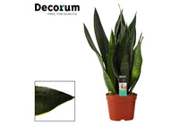 
                  
                    Sansevieria 'black diamond' 14cm - Σανσεβιέρα
                  
                