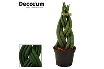 
                  
                    Sansevieria braid 6cm- Σανσεβιέρα
                  
                