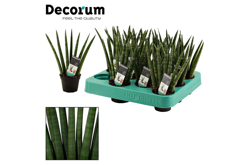 
                  
                    Sansevieria fan 6cm- Σανσεβιέρα
                  
                
