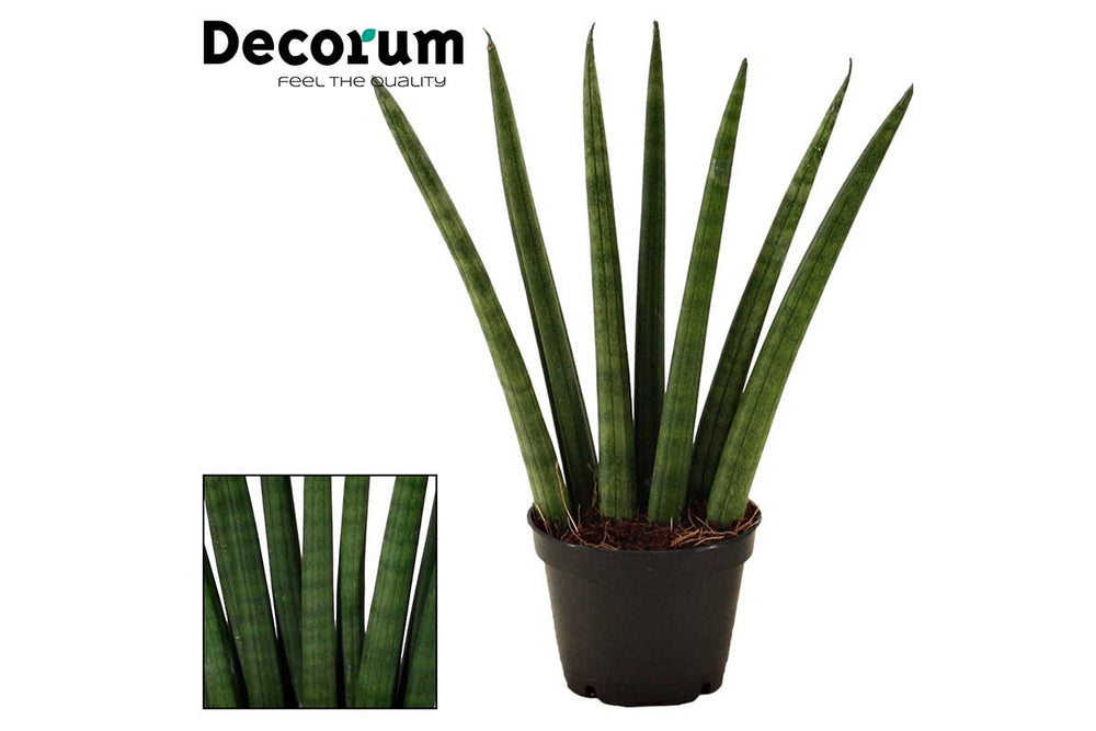 
                  
                    Sansevieria fan 6cm- Σανσεβιέρα
                  
                